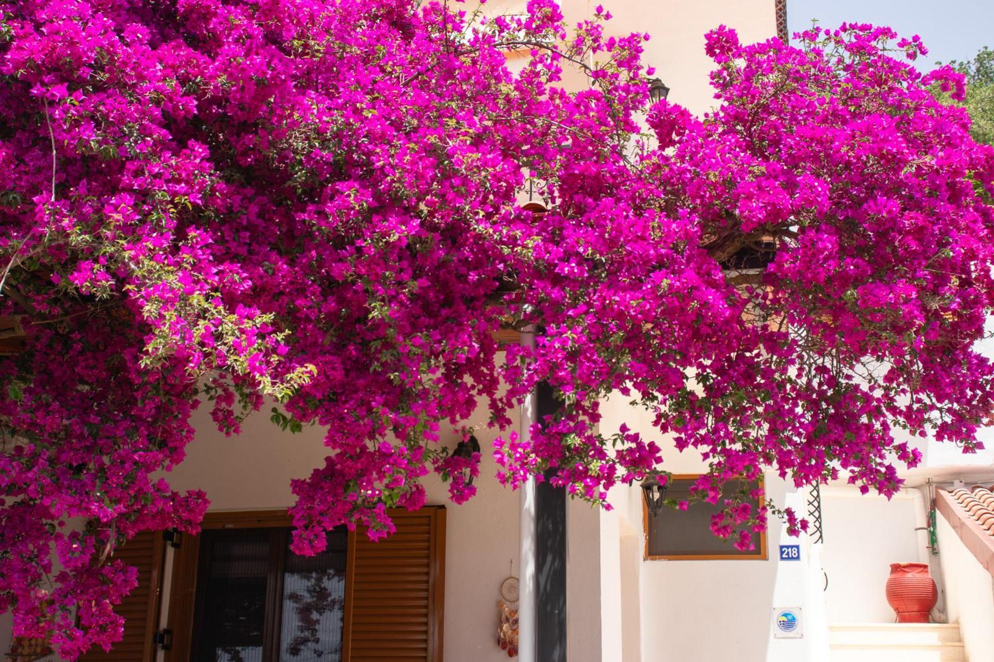 Villa Sissy Studios & Apartments Sivota  Exterior photo