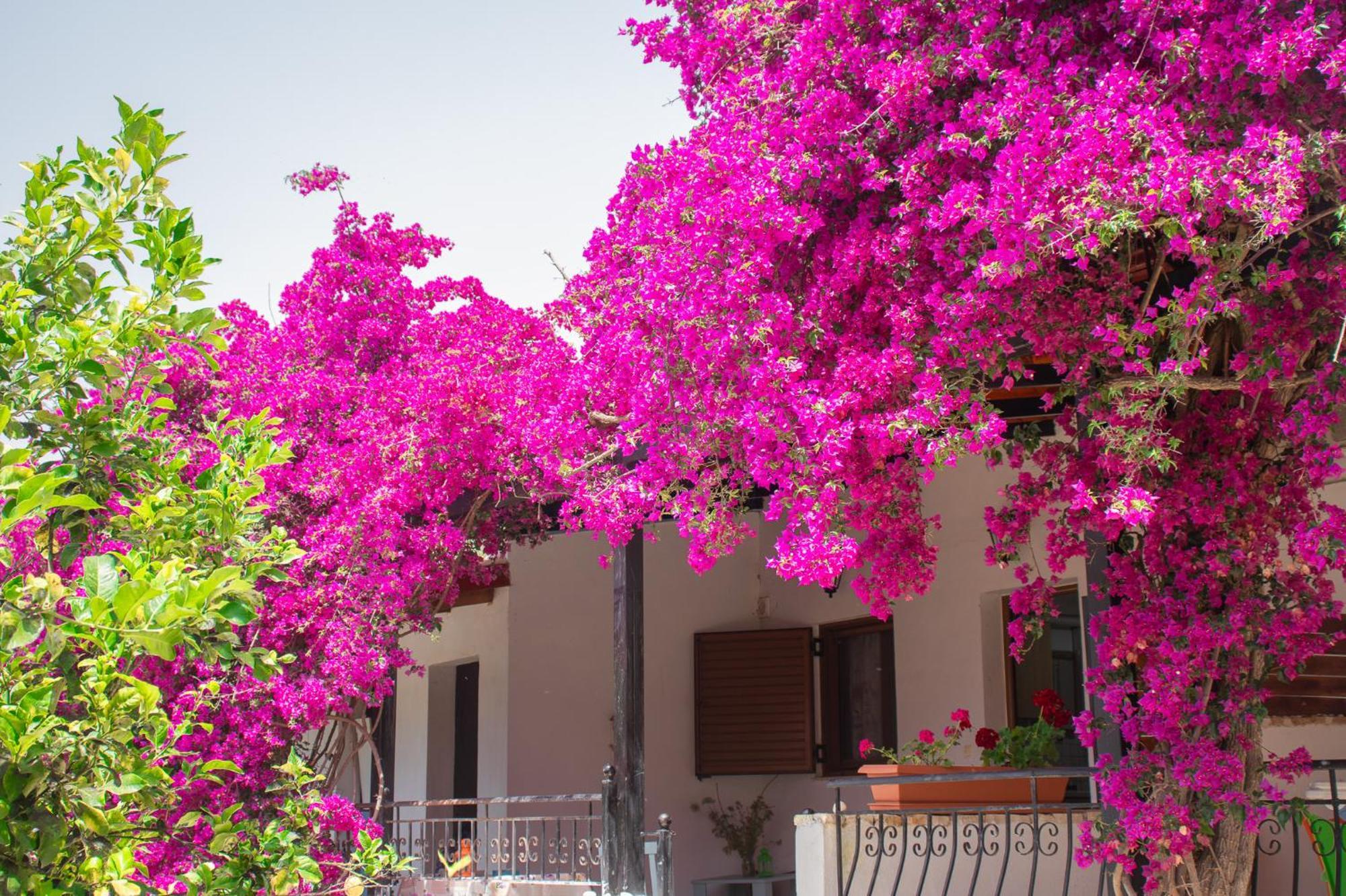 Villa Sissy Studios & Apartments Sivota  Exterior photo